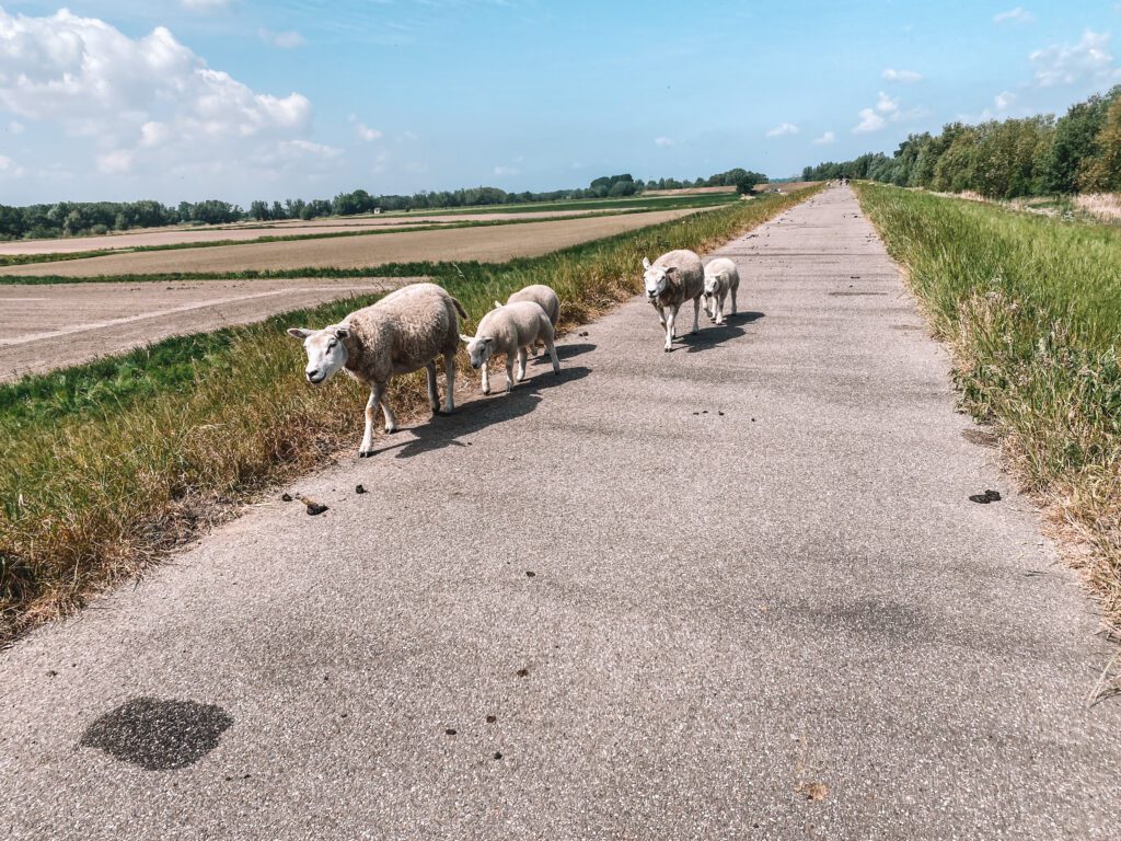 brabant, fietsen, maas, schaapjes, schapen, gravelpad