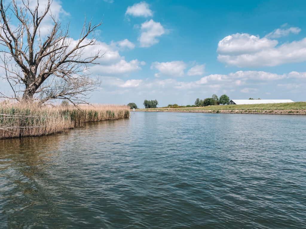 Fietsen, maas, schaapjes, schapen, gravelpad, brabant, cycling, wielrennen, gravelen
