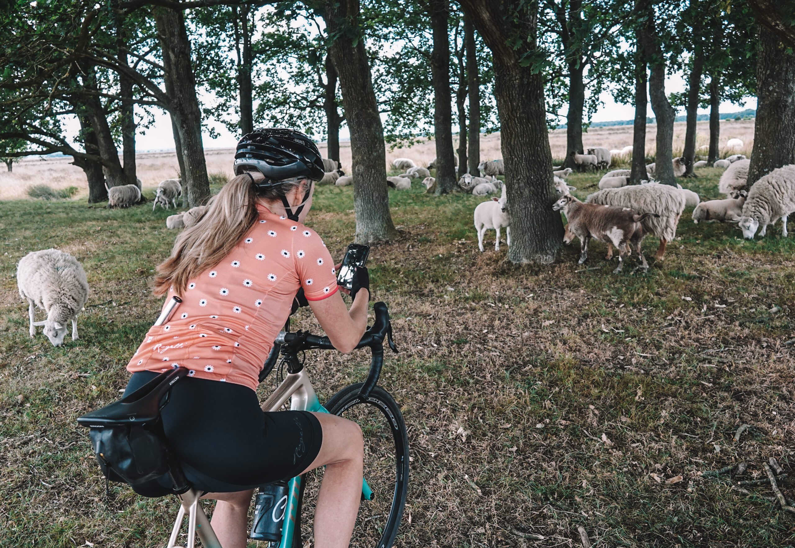 fietsen in drenthe, drenthe, fiets, schaap, schapen, orvelte