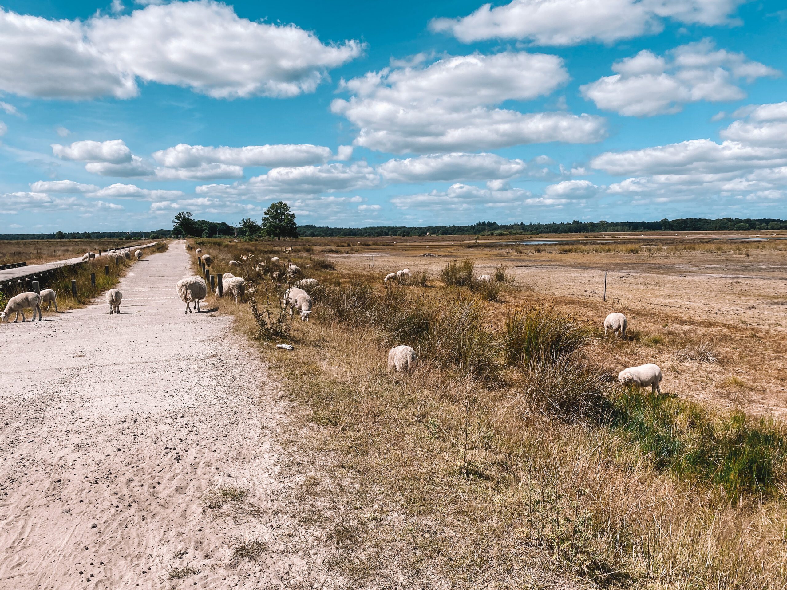 fietsen in drenthe, drenthe, fiets, schaap, schapen, orvelte