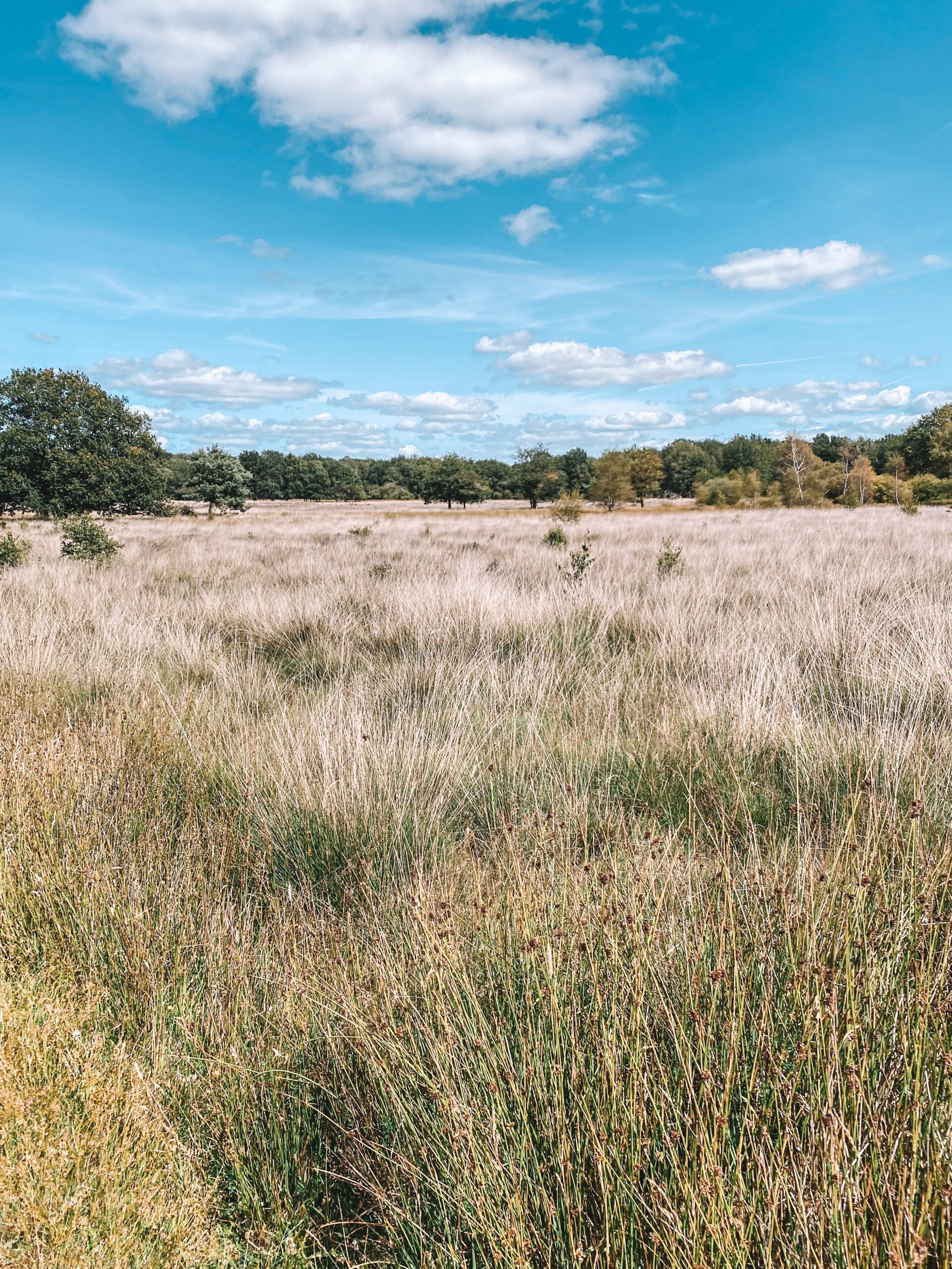 Fietsen in Drenthe, Dwingelderveld, Dwingeloo, Drenthe, fietsen, op fietse, fietsvakantie, fietsvakantie drenthe, bikepacking, gravel, gravelfiets, gravelbike, Nationaal Park Dwingelderveld, Dwingel, Zuid-Drenthe, heide, nationaal park