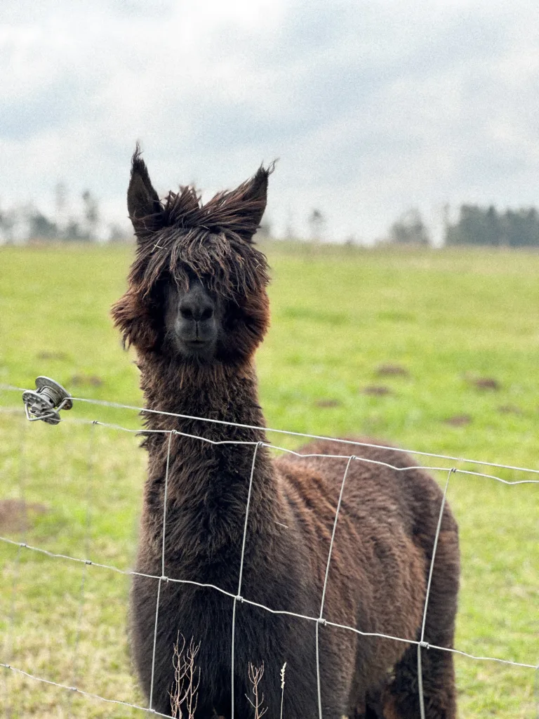 alpaca